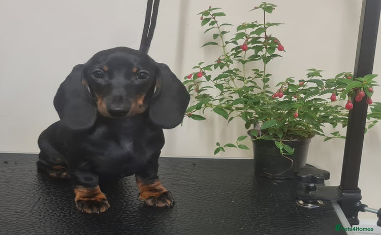 Miniature Dachshund dogs - Advert 1