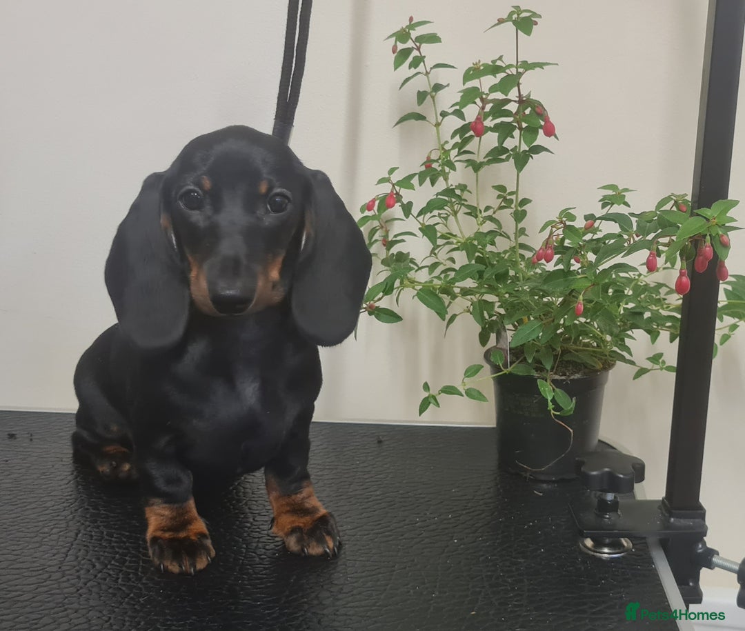 Miniature Dachshund dogs for sale: Beautiful Miniature Smooth Dachshund Puppies - Image 8