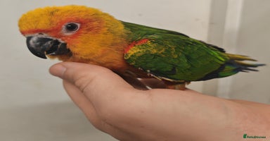 Parrots birds - Advert 5