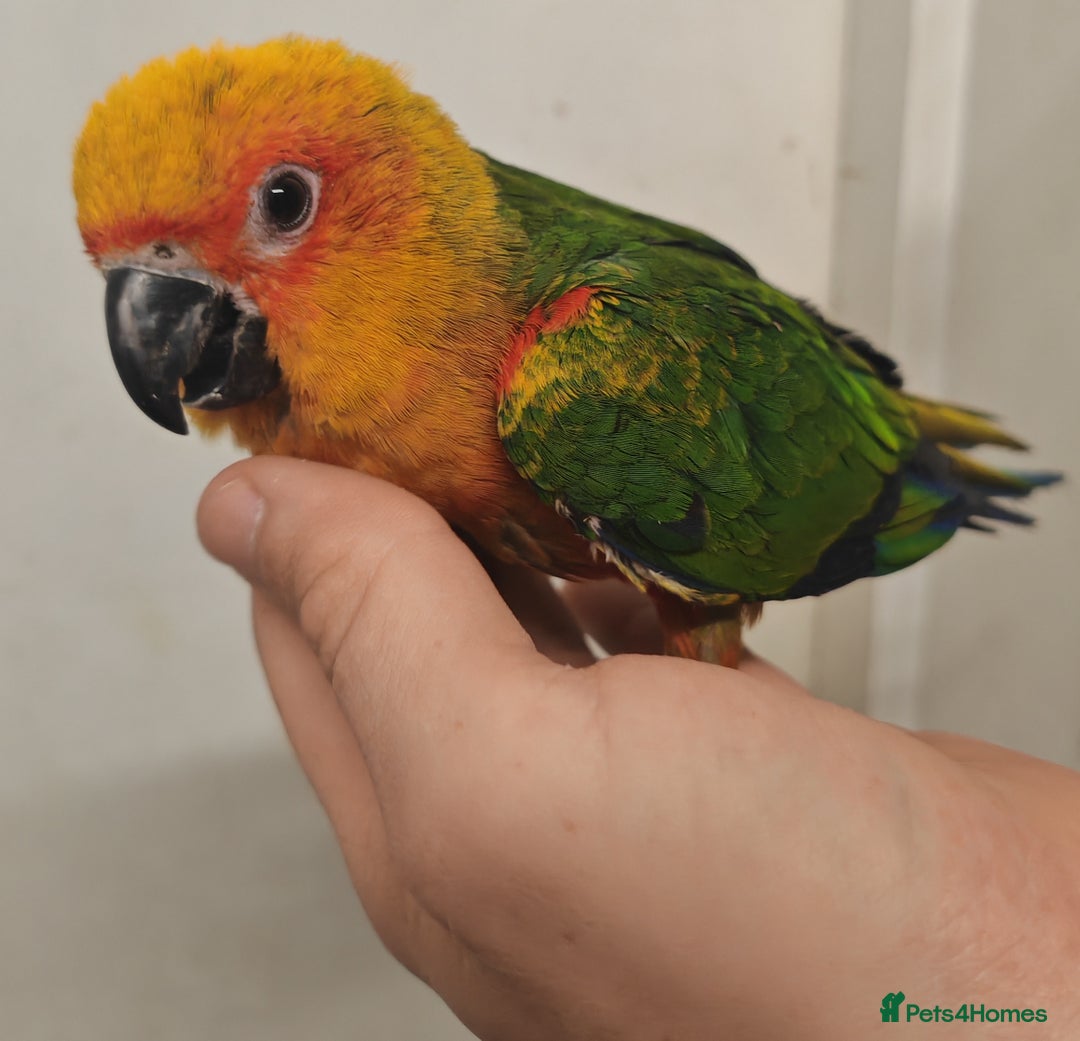 Parrots birds for sale: Stunning Birds/Parakeets/Parrots available  - Image 2