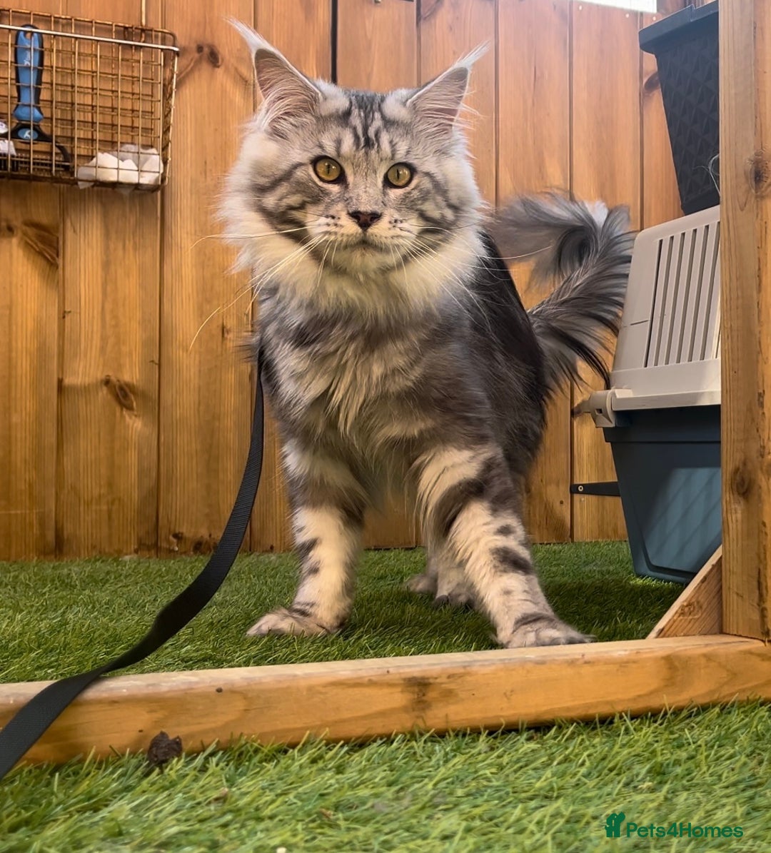 Maine Coon cats for sale: LRC MCS - ONE BLACK SMOKE FEMALE AVAILABLE - Image 7