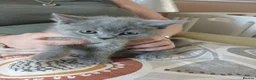 Brazilian Shorthair cats for sale: Full pedigree short hair kittens  in Blackburn - Advert 14