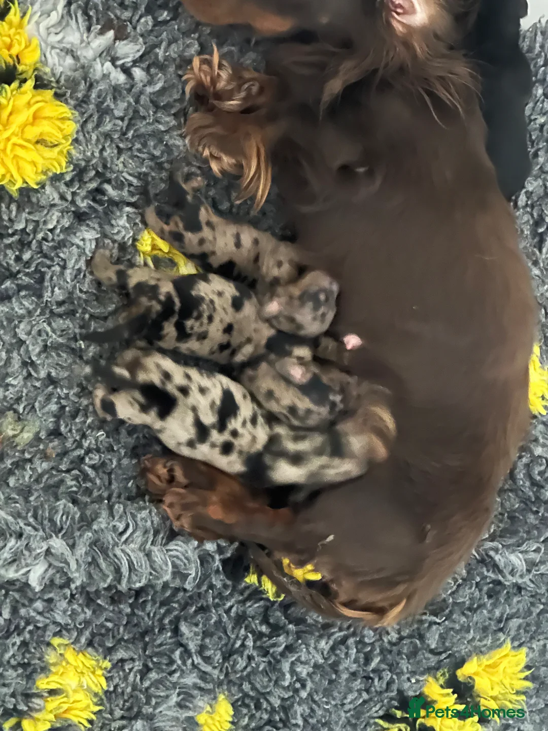 Miniature Dachshund dogs for sale: Miniature long haired dachshunds  - Advert 2