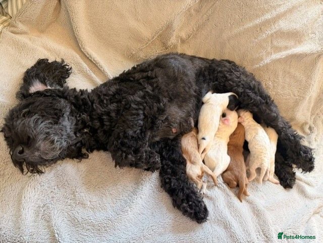 Australian Labradoodle dogs 8 Gorgeous Australian labradoodle puppies - Advert 1