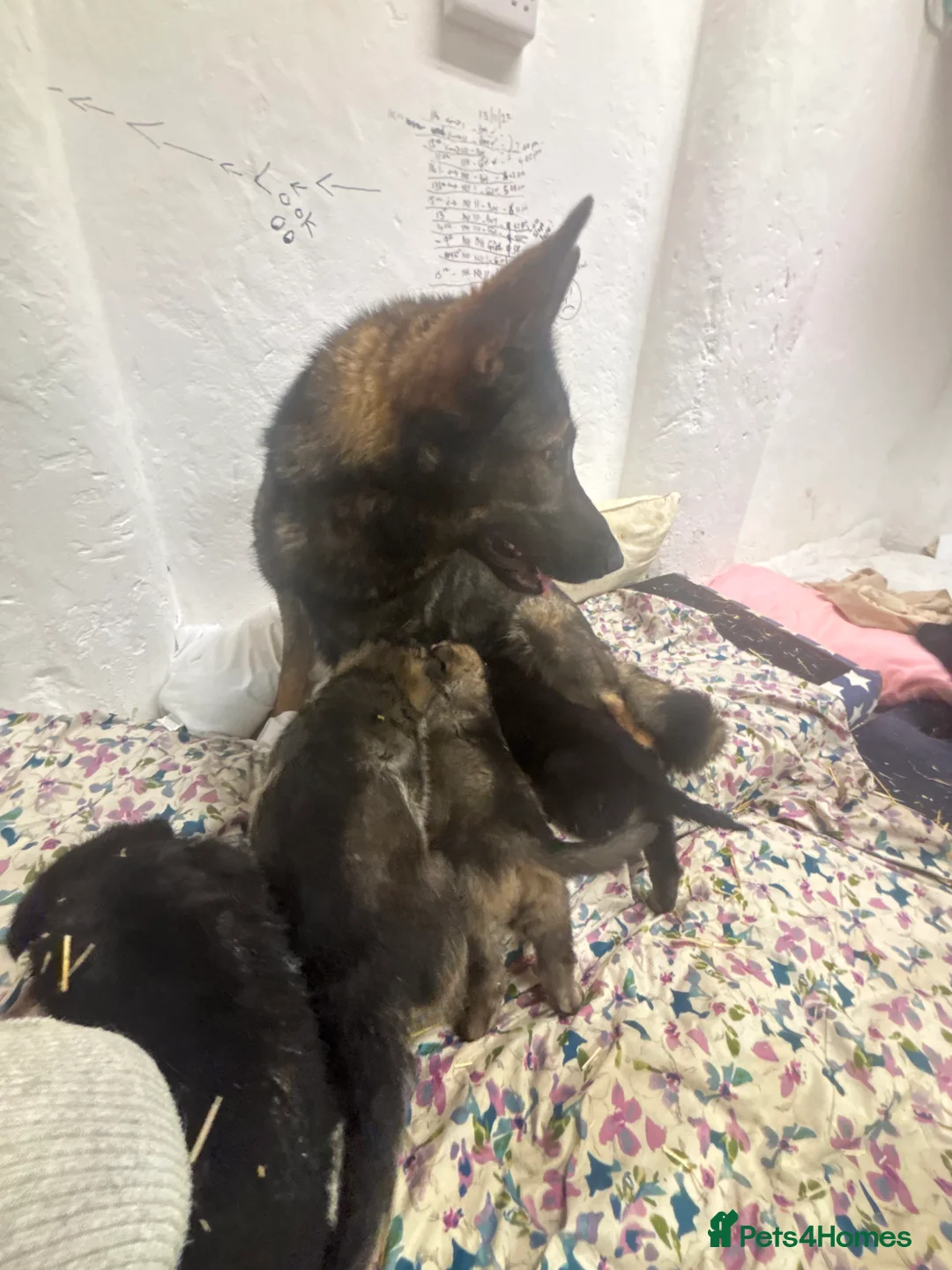 German Shepherd dogs for sale: Beautiful German Shepard puppies - Advert 24