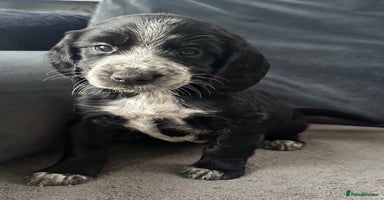 Cocker Spaniel dogs - Advert 12