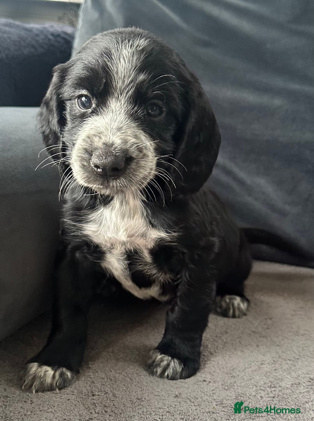 Cocker Spaniel dogs for sale: ADORABLE COCKER SPANIELS  - Image 3