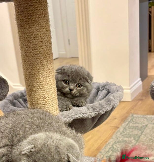 Scottish Fold cats Male Chunky Scottish fold kittens - Advert 5