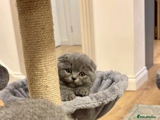 Scottish Fold cats Male Chunky Scottish fold kittens - Advert 10