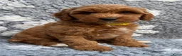 Cockapoo dogs for sale: Stunning Miniature Cockadoodlepoo - Advert 1