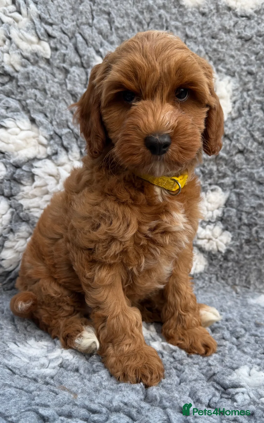 Cockapoo dogs for sale: Stunning Miniature Cockadoodlepoo - Advert 1