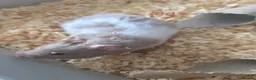 Hamster rodents for sale: Gorgeous Syrian hamsters  - Advert 4