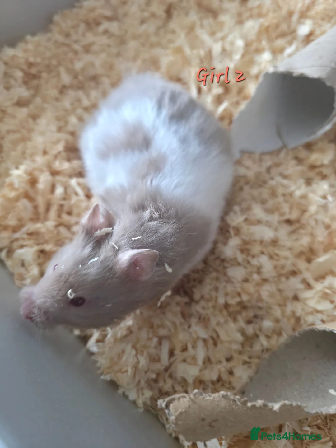 Hamster rodents for sale: Gorgeous Syrian hamsters  - Advert 4