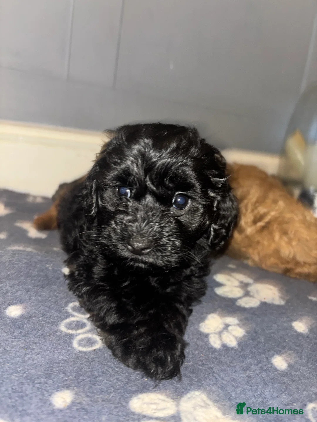 Cockapoo dogs for sale: F1B Mini Cockapoos - Advert 23