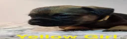 Border Terrier dogs for sale: Beautiful Borders - Advert 9