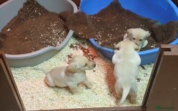 Labrador Retriever dogs for sale: Beautiful yellow/Red KC Labrador Puppies - Image 11