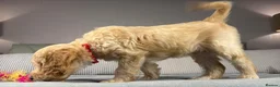 Goldendoodle dogs for sale: BEAUTIFUL HEALTHY CHUNKY PUPPIES  - Advert 16