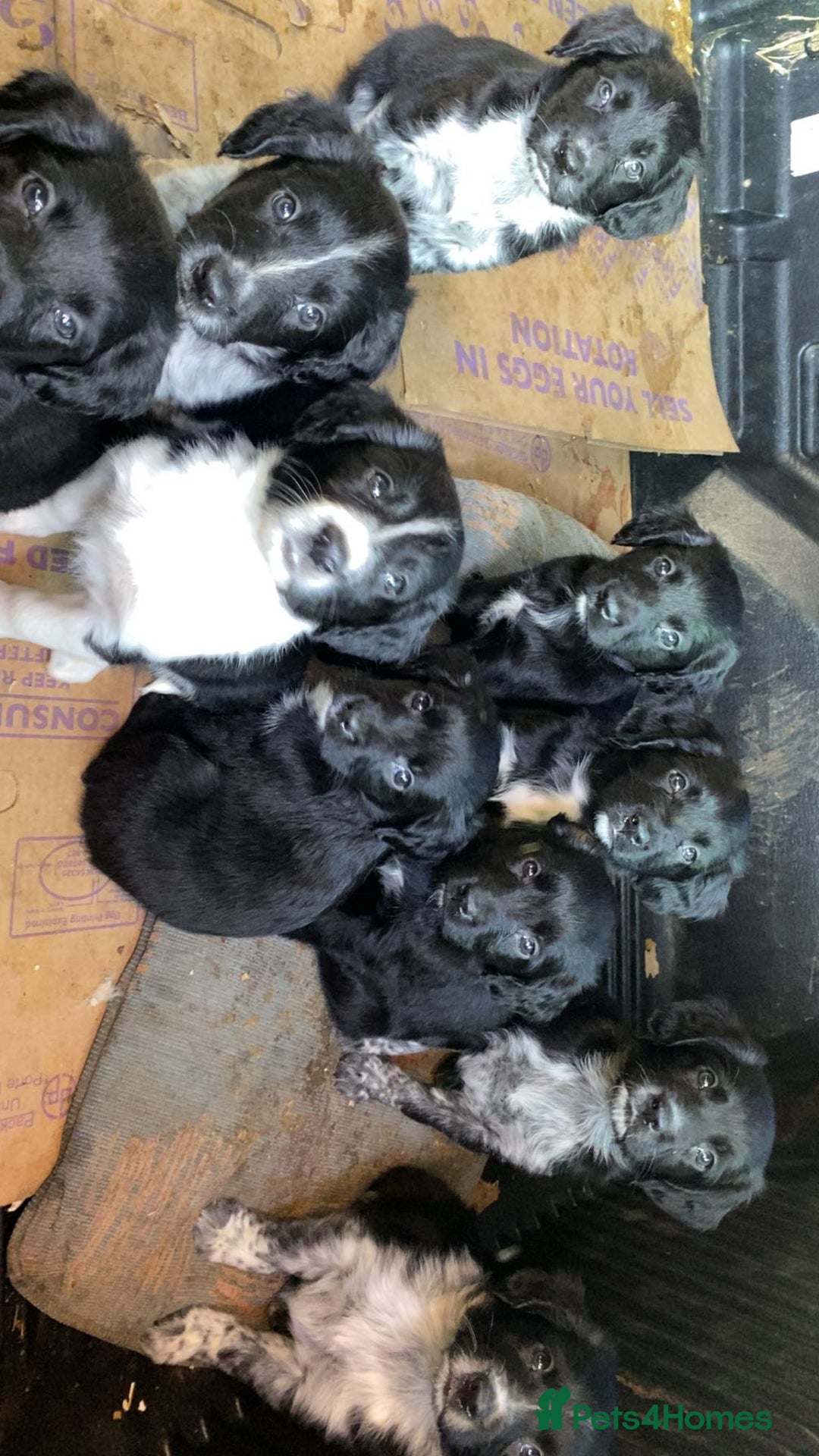 Mixed Breed dogs for sale: Cocker x collie puppies  - Advert 2