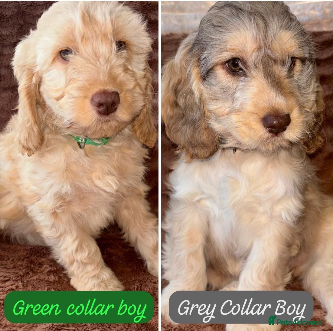 Cockapoo dogs F1 Cockapoo Puppies 2 BOYS READY TO LEAVE - Advert 13