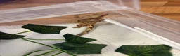 Gecko reptiles for sale: Crested geckos  - Advert 2