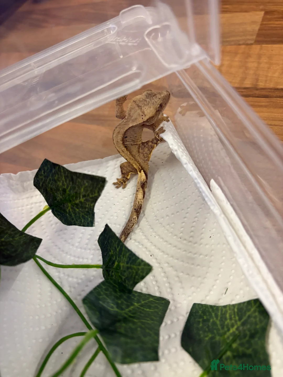 Gecko reptiles for sale: Crested geckos  - Advert 2