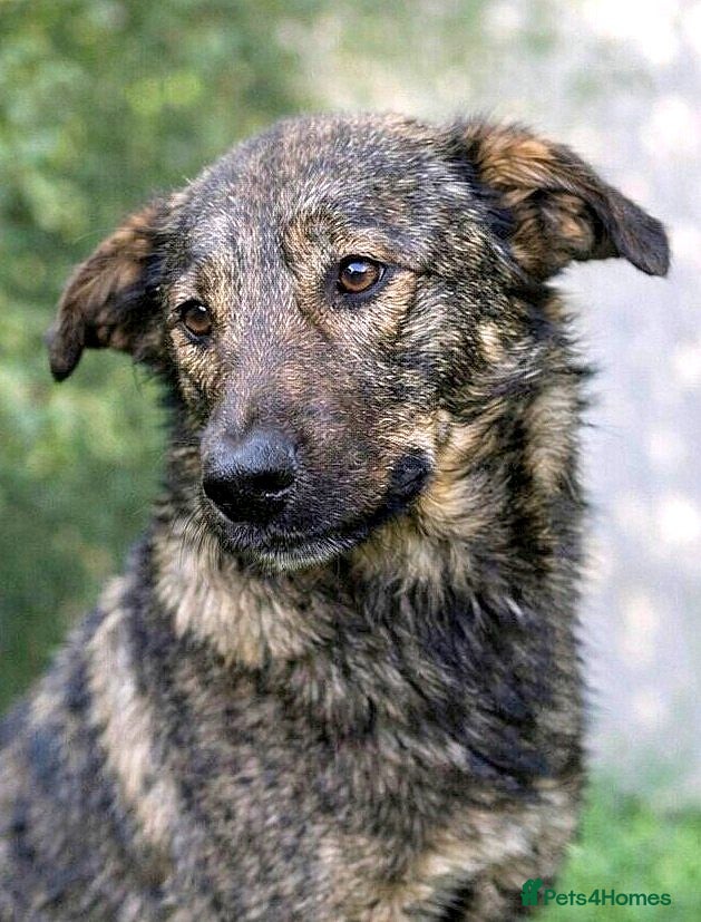Mixed Breed dogs Misha 🌸 A Mother’s Heart Ready for Peace - Advert 1