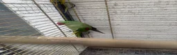 Parrots birds for sale: Alexandria breeding prayer - Advert 6