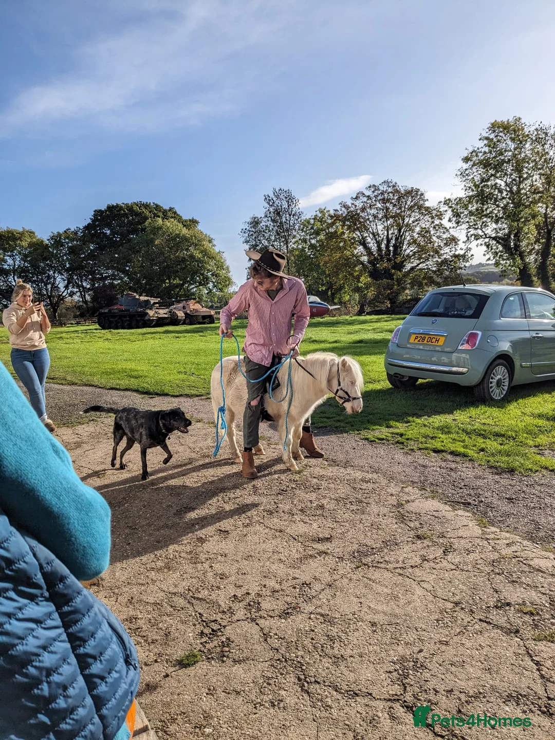 Miniature horses for sale: Sweet and Gentle Companion Pony  - Advert 4