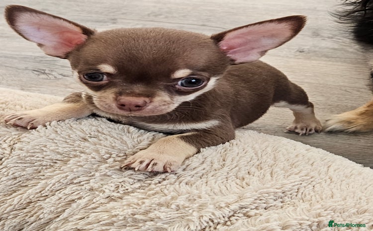 Chihuahua dogs in Huntingdon - Advert 1