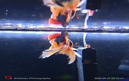 Fancy Goldfish fish for sale: Fancy goldfish Tri colour oranda - Image 4