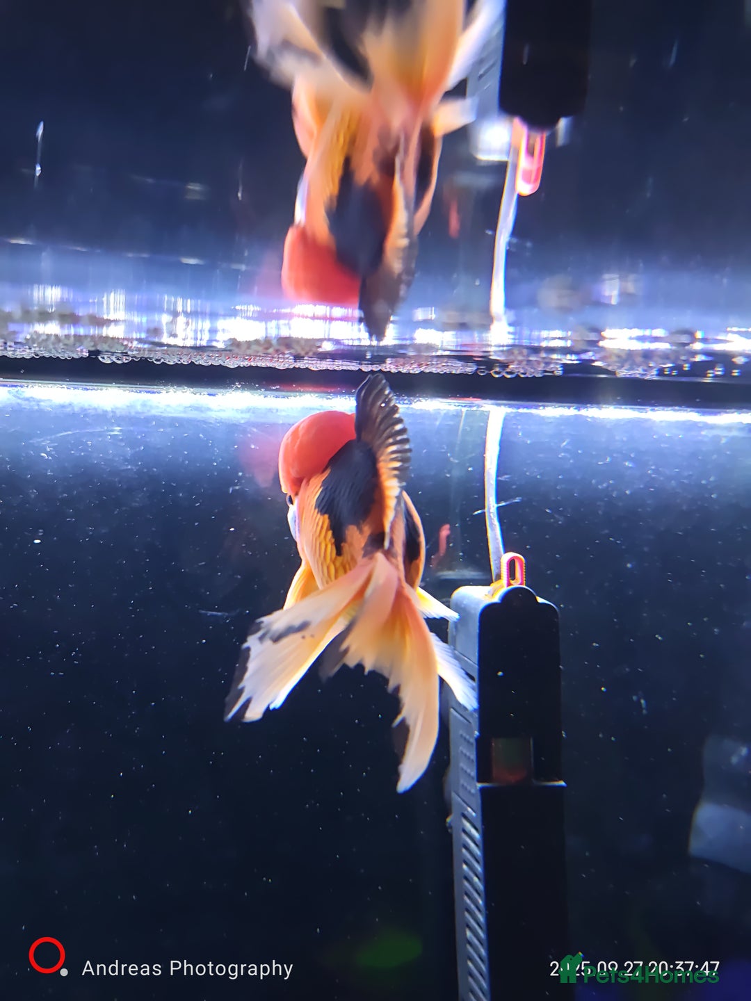 Fancy Goldfish fish for sale: Fancy goldfish Tri colour oranda - Image 4