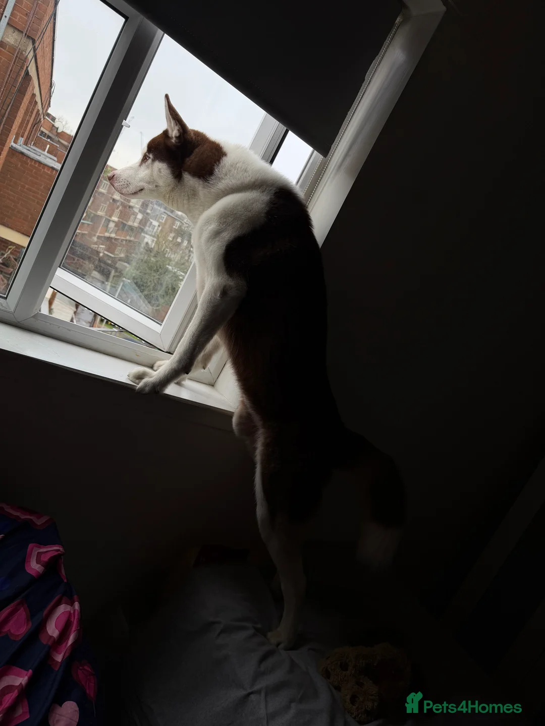 Siberian Husky dogs for sale: Siberian husky - Advert 6