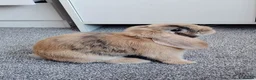 Mini Lop rabbits for sale: Female Mini Lop in Carshalton - Advert 2