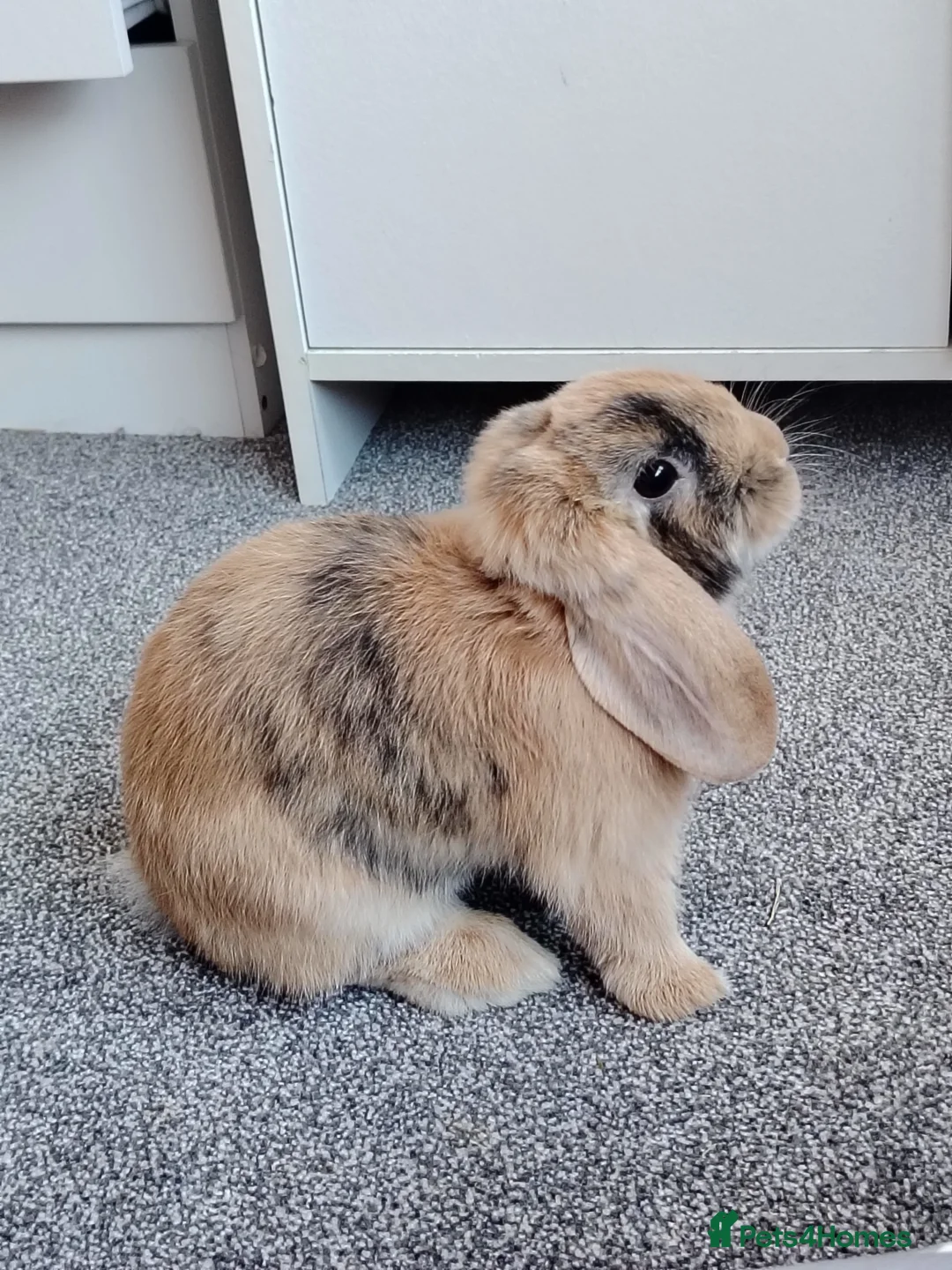 Mini Lop rabbits for sale: Female Mini Lop in Carshalton - Advert 2