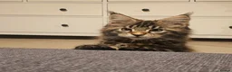 Maine Coon cats for sale: Pure Maine Coon Girls. European Lines - Advert 5
