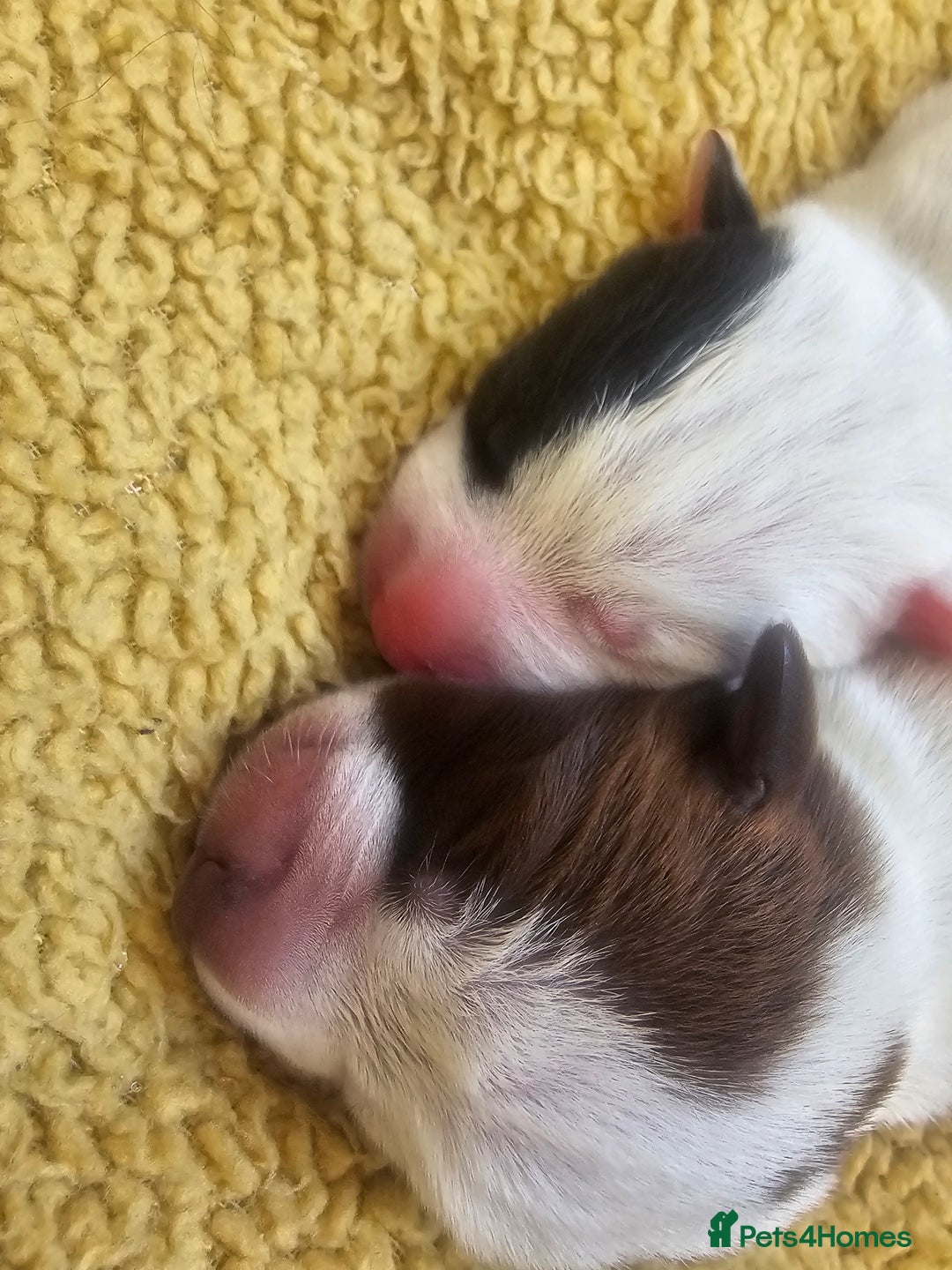 Mixed Breed dogs for sale: Bull pei/Labrador  - Advert 6