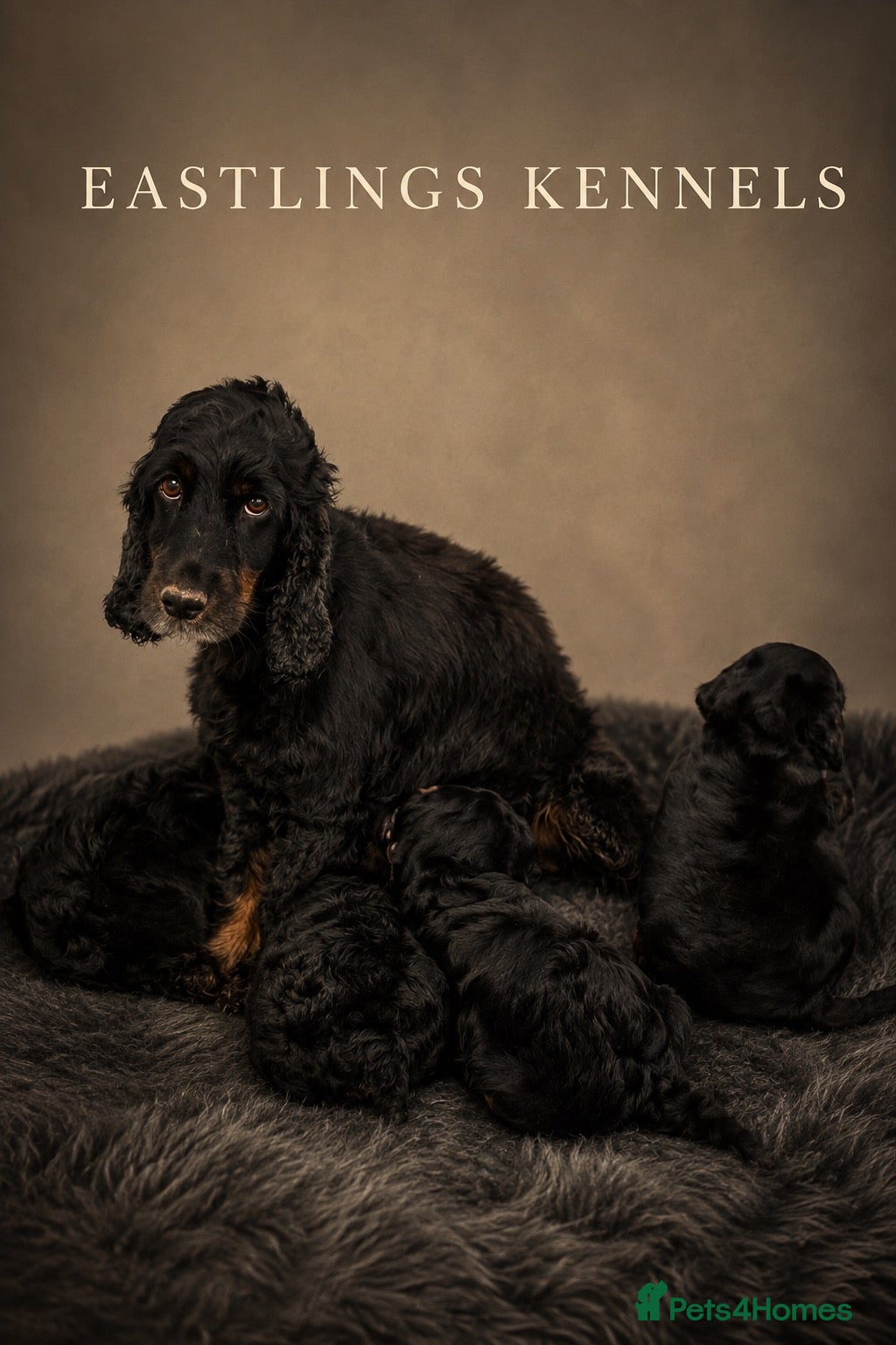 Cockapoo dogs F1 cockapoos  - Advert 1