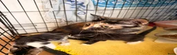Mixed Breed cats for sale: Gorgeous kittens  in Woking - Advert 1