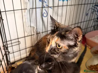 Mixed Breed cats Gorgeous kittens - Advert 3