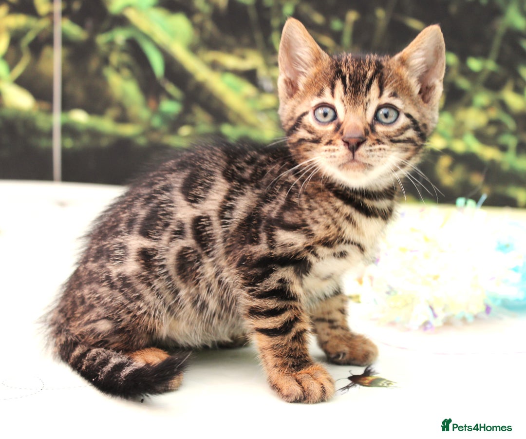Bengal cats for sale: CUTE BROWN FEMALE BENGAL KITTENS (TICA REG) - Image 9