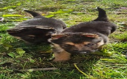 German Shepherd dogs for sale: KC registered German Shepherd puppies  - Image 25