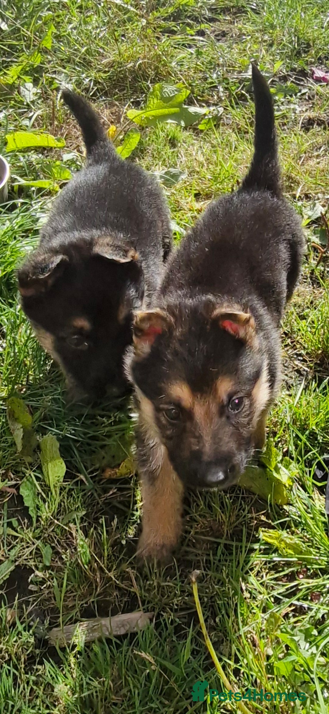 German Shepherd dogs for sale: KC registered German Shepherd puppies  - Image 25