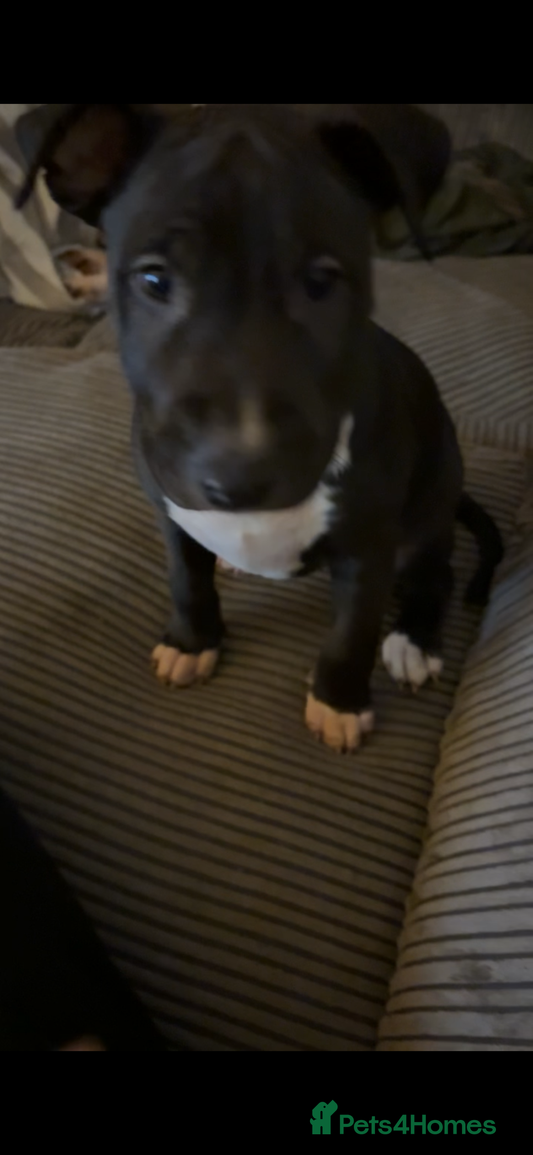 Mixed Breed dogs for sale: Black and white english bull terrier cross - Advert 17