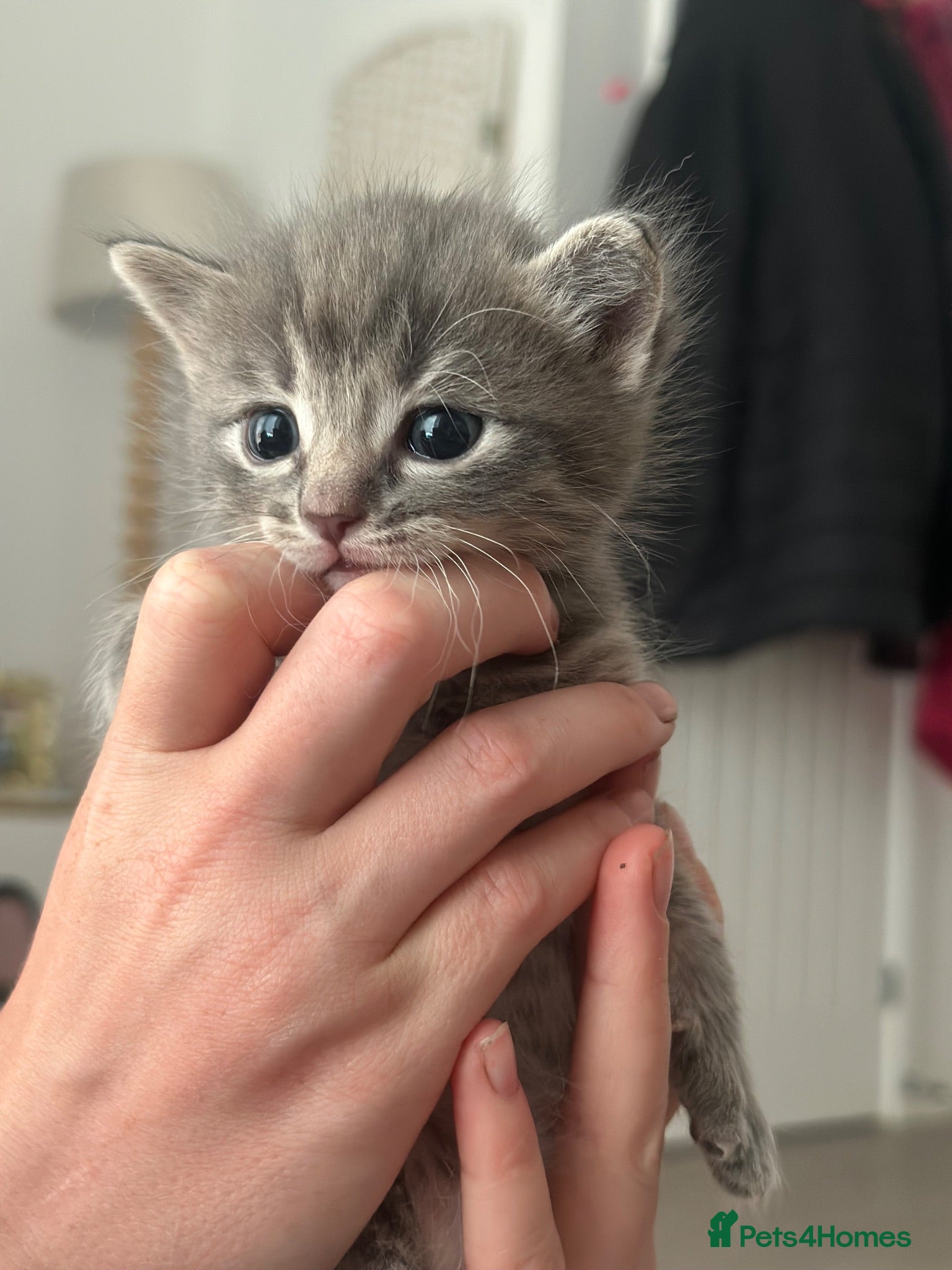 Mixed Breed cats Ragdoll X Bengal - Advert 2