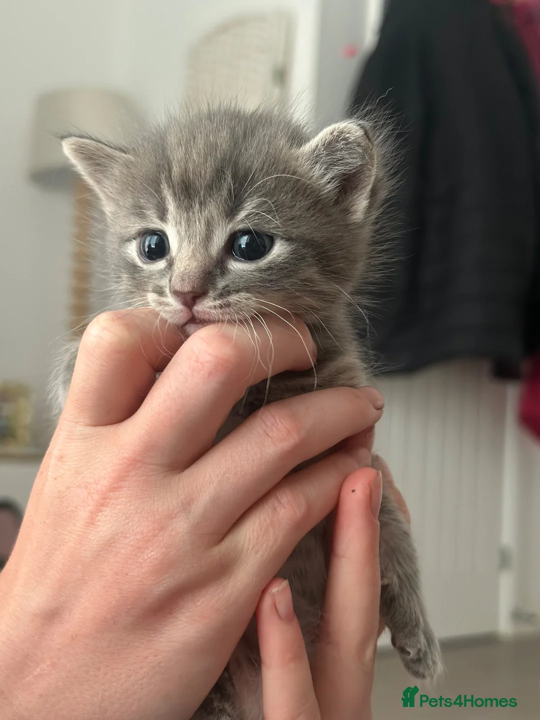 Mixed Breed cats for sale: Ragdoll X Bengal in Newmarket - Advert 1