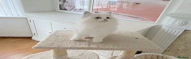 Ragdoll 4