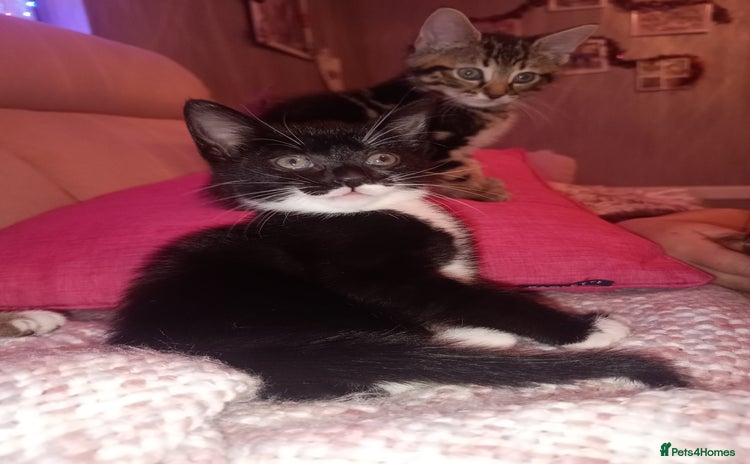 Mixed Breed cats - Advert 12