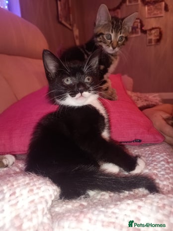 Mixed Breed cats - Advert 12