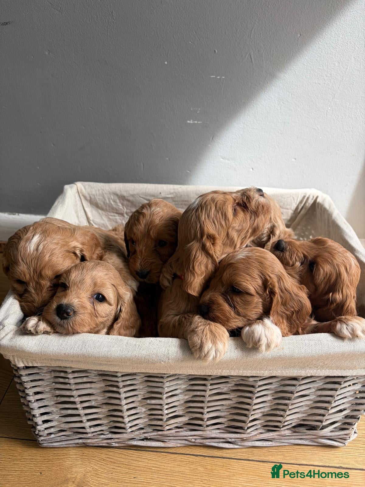 Cockapoo dogs 🐾🐶Beautiful F1 Cockapoo Puppies 🐶🐾 - Advert 15