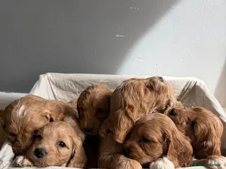 Cockapoo dogs 🐾🐶Beautiful F1 Cockapoo Puppies 🐶🐾 - Advert 15